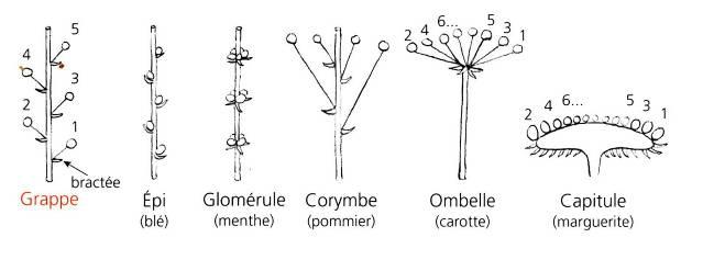 inflorescence.jpg