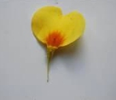 primevere petale.jpg