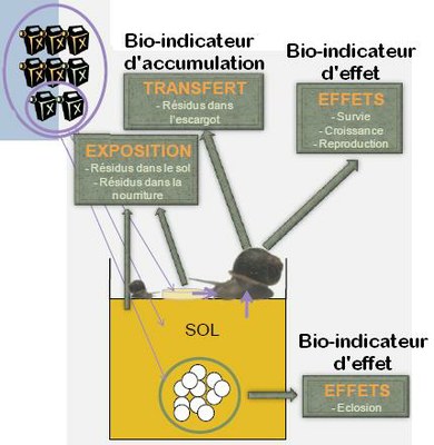base schéma bioindicateurs.jpg