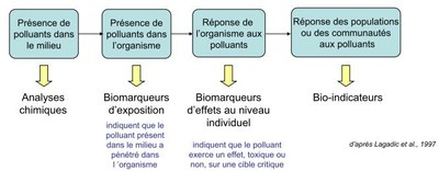 bioindicateur1.jpg