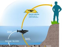 Bio-surveillance et évaluation du risque toxique en milieu aquatique