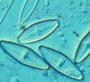 diatome.jpg