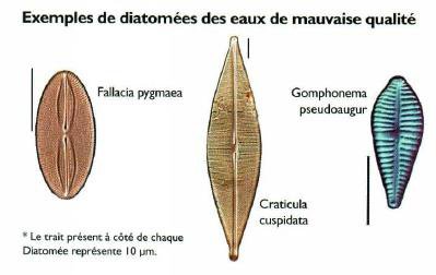 diatomeemauvaisequalite.jpg