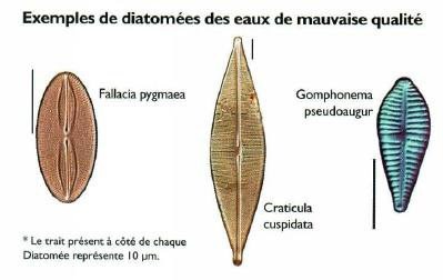 diatomeemauvaisequalite.jpg