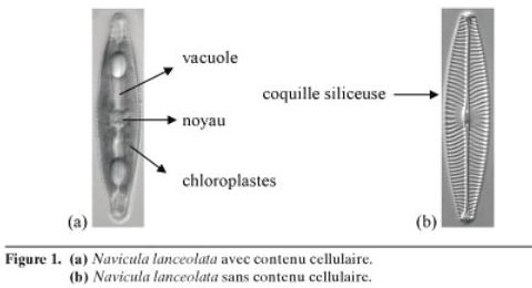 diatomees1.jpg