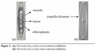 diatomees1.jpg