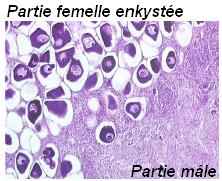 femelle enkystee.jpg