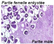 femelle enkystee.jpg