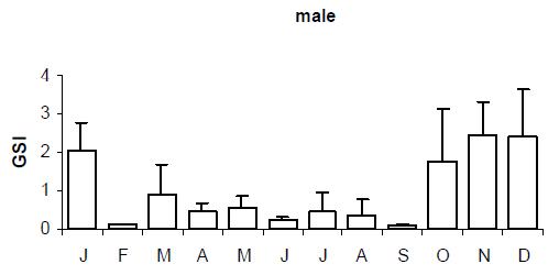 ind dev gonadique male.jpg
