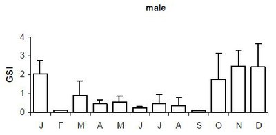 ind dev gonadique male.jpg