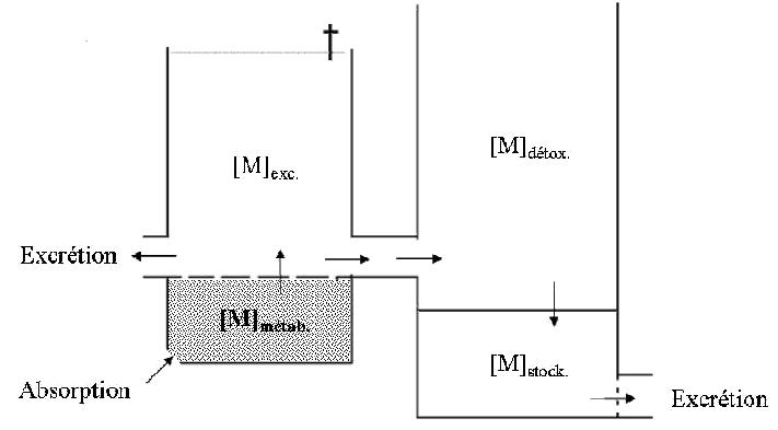 schéma compartiments.jpg