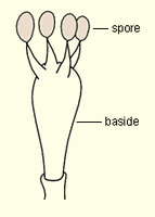 Baside et basidiospores