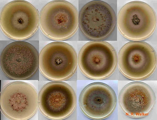 Un exemple de variation phénotypique remarquable chez une espèce de champignon