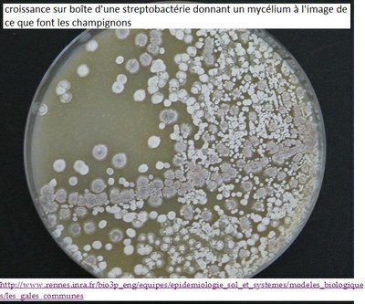 streptomyces image & lien INRA