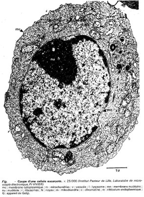 une cellule eucaryote