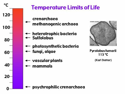 les limites de température du vivant