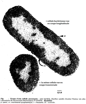 cellule bactérienne image modifiée