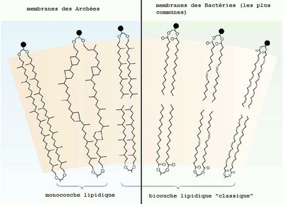 Monocouche vs. bicouche lipidiques