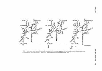 Une structure secondaire universelle pour l'ARN 16-18S de la petite sous-unité du ribosome