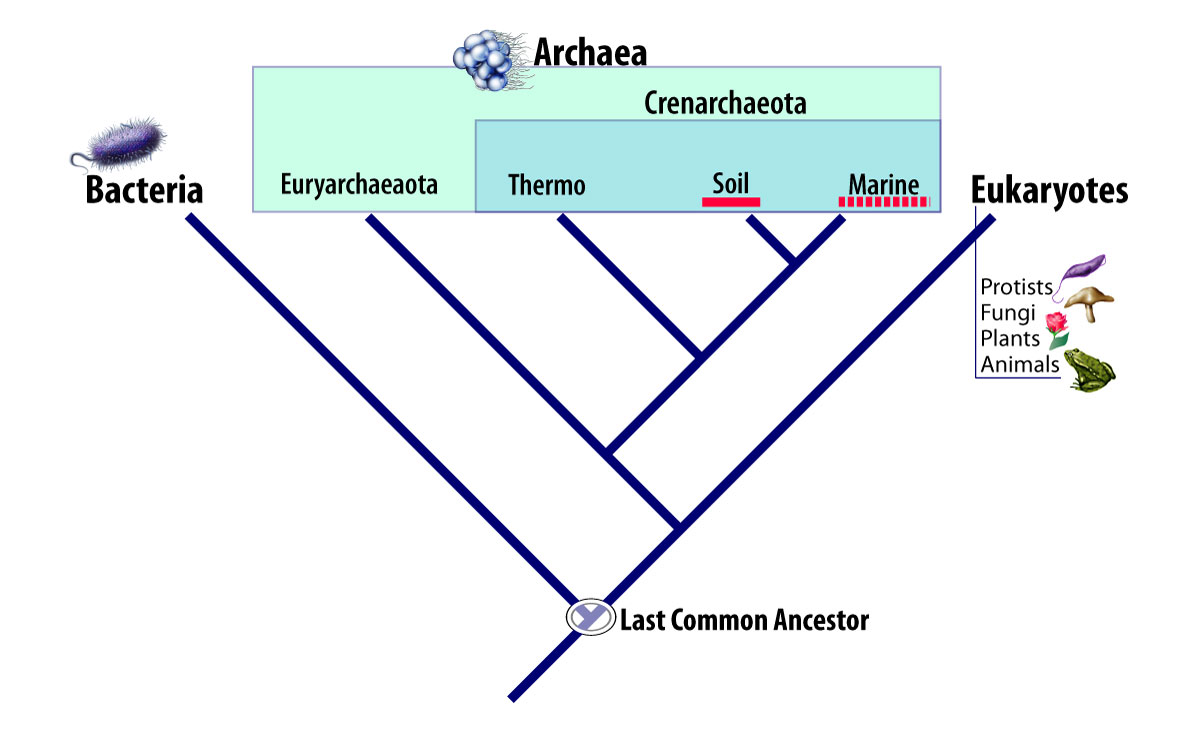 archaea_tree42_h.jpg