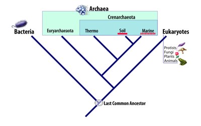 archaea_tree42_h.jpg