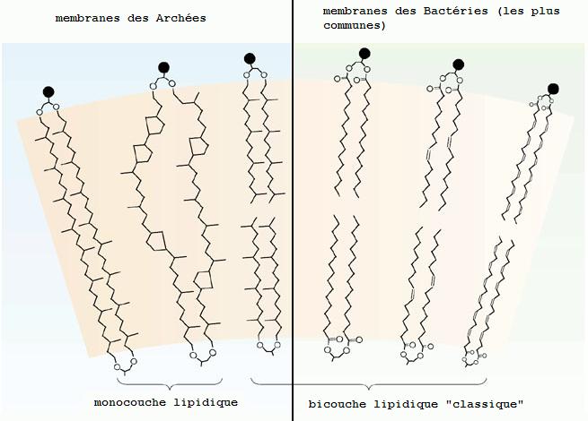 L'adaptation thermophile