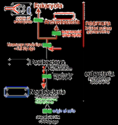Arbre du vivant a racine bacterienne.gif