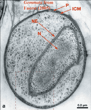 BactGemmata obscuriglobus_db-mbNuclearCompartiment.gif