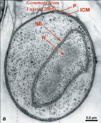 BactGemmata obscuriglobus_db-mbNuclearCompartiment.gif