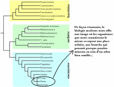 Un arbre du vivant qui peut etonner.GIF