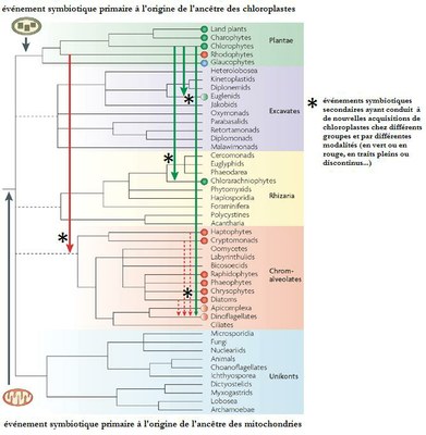 les différentes origines des chloroplastes