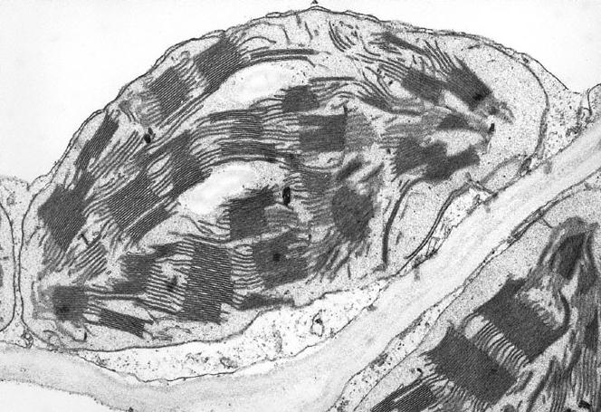 lorganelle ChloroplasteTEM.JPG