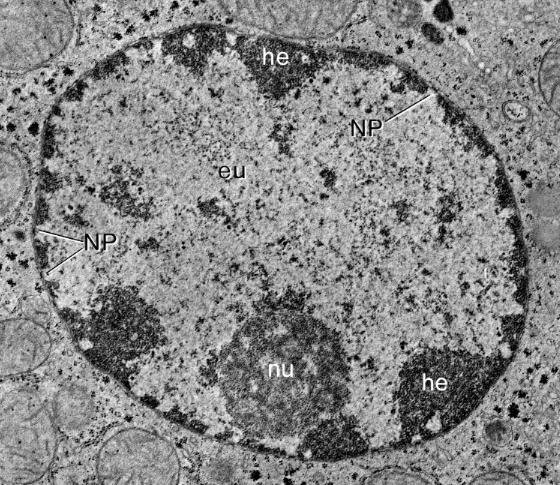 lorganelle noyau.JPG