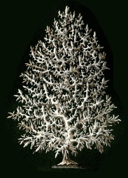 432px-Haeckel_Calcispongiae_Ascandra_Pinus.jpg