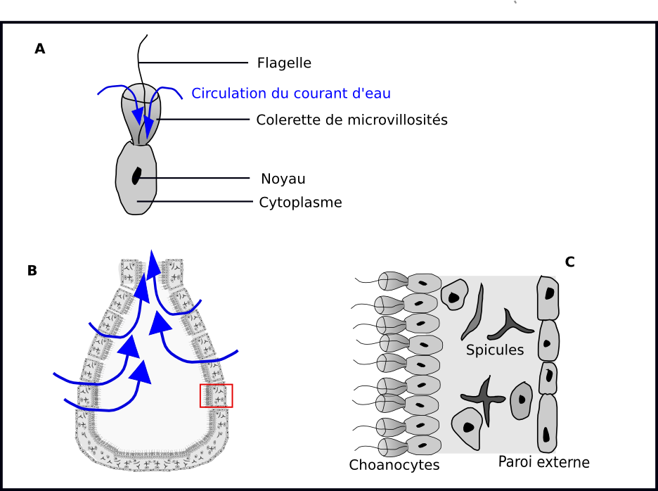 Choanoflagellés et choanocytes