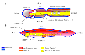 Fentes Pharyngiennes