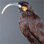 Huia femelle_sur les traces du vivant