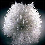 img1_sur les traces du vivant