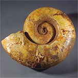 img3_sur les traces du vivant