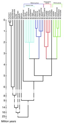 phylogenie-macaques.jpg