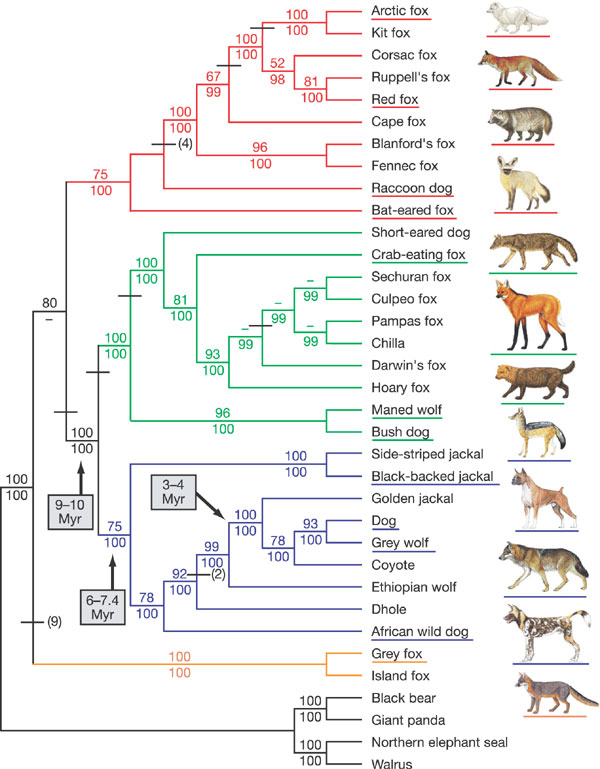 canid_phylogeny.jpg