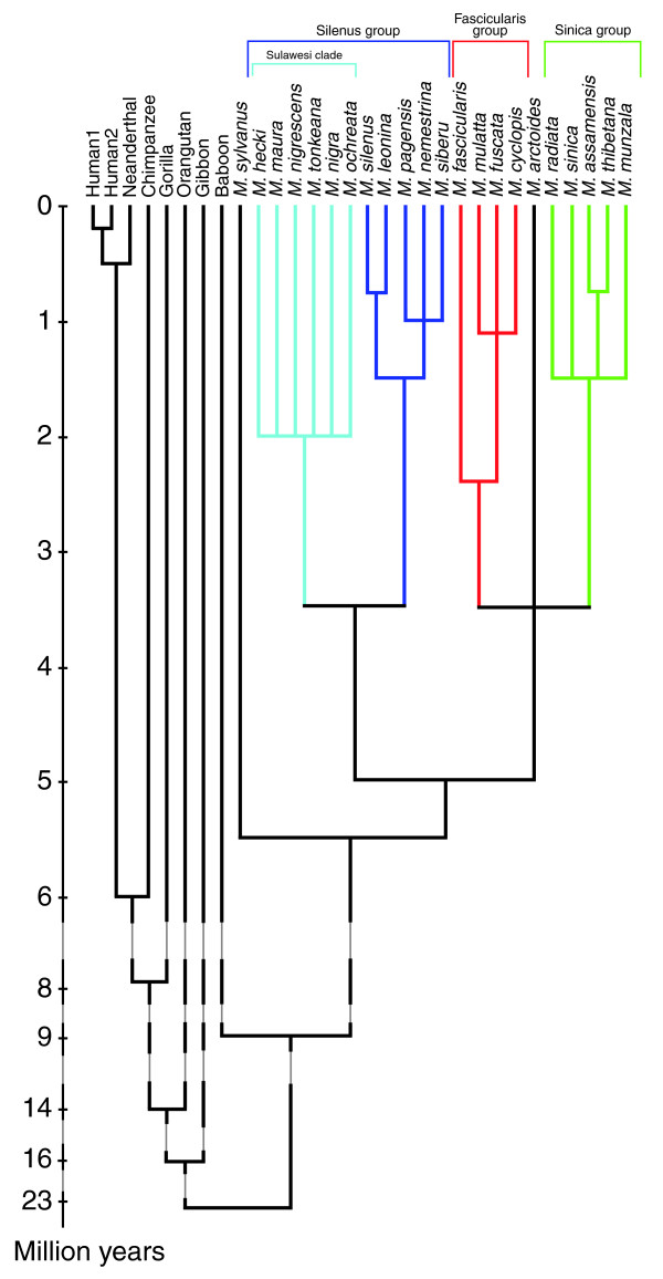 Phylogenie-Macaques.jpg