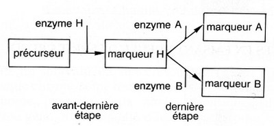 chaîne de biosynthèse des marqueur A et B