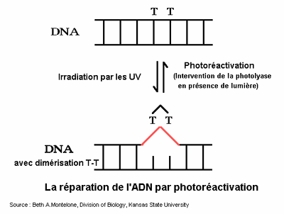 dimerdna.gif