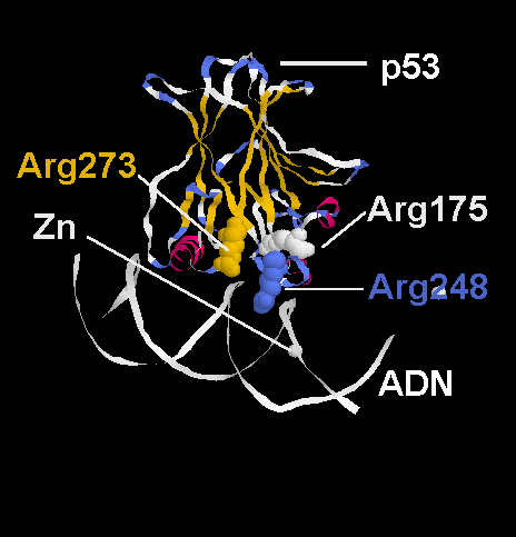 p53.gif