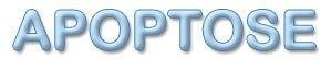Logo apoptose2.jpg
