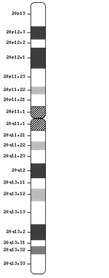 Chr20.gif