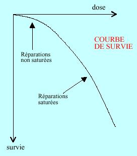 courbesurvie.JPG