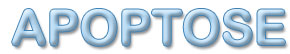 apoptose.jpg