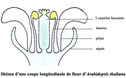 schéma fleur d'A.thaliana en CL